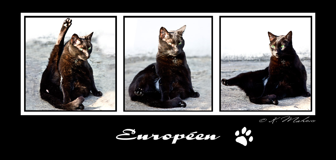 chat europeen