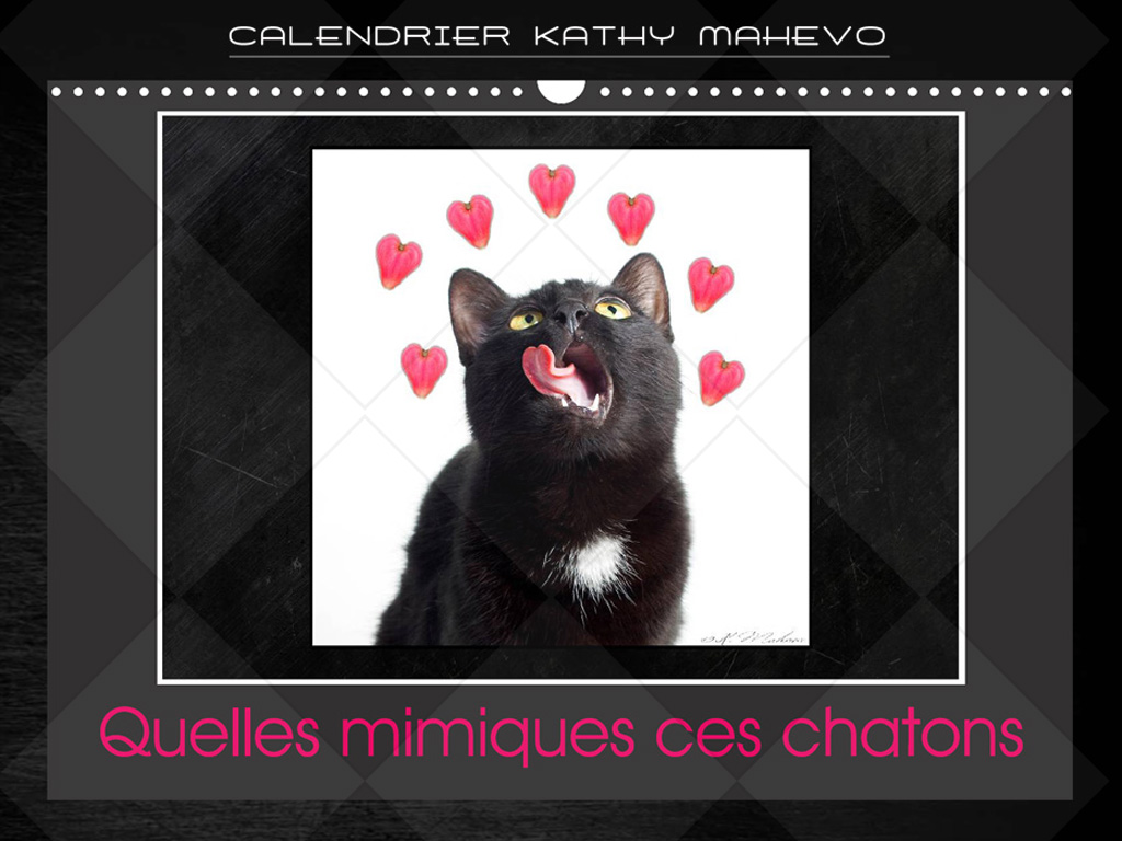 001 quelles mimiques ces chatons 1