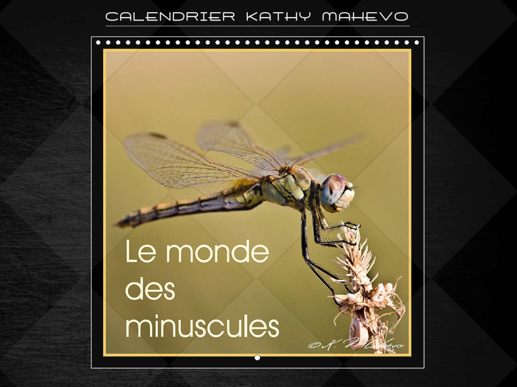 002 le monde des minuscules 1