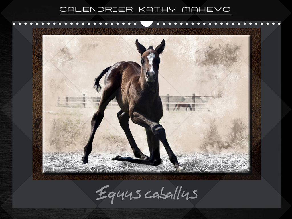 006 equus caballus 1