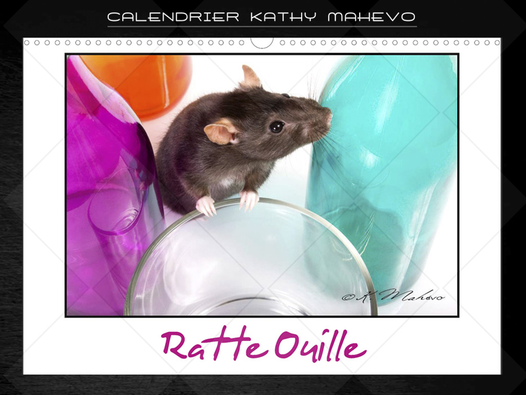 007 ratte ouille