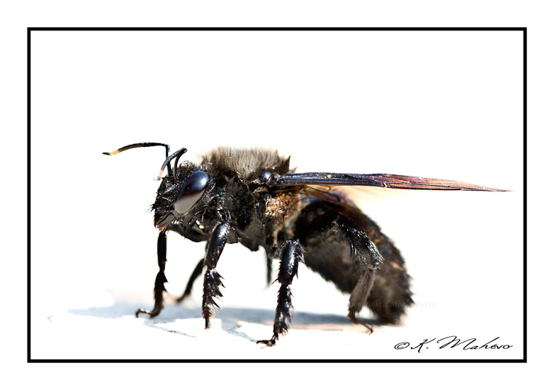 abeille charpentière_002