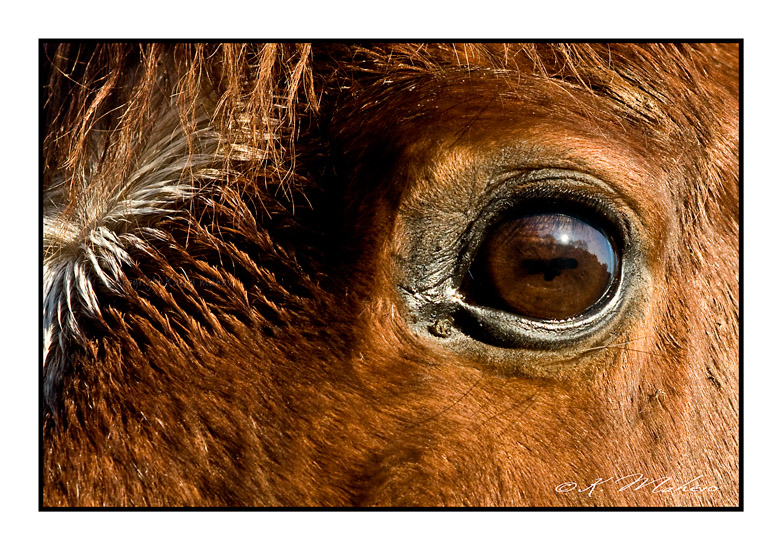 CHEVAL_001