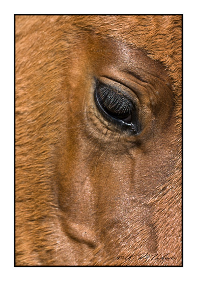 CHEVAL_002