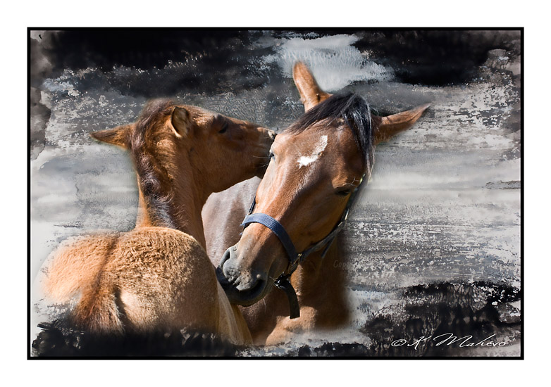 CHEVAL_004