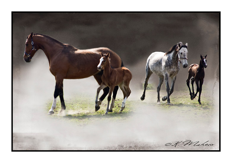 CHEVAL_005
