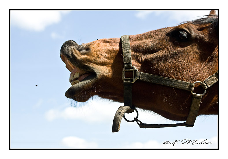 CHEVAL_006