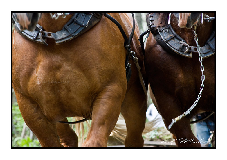 CHEVAL_007