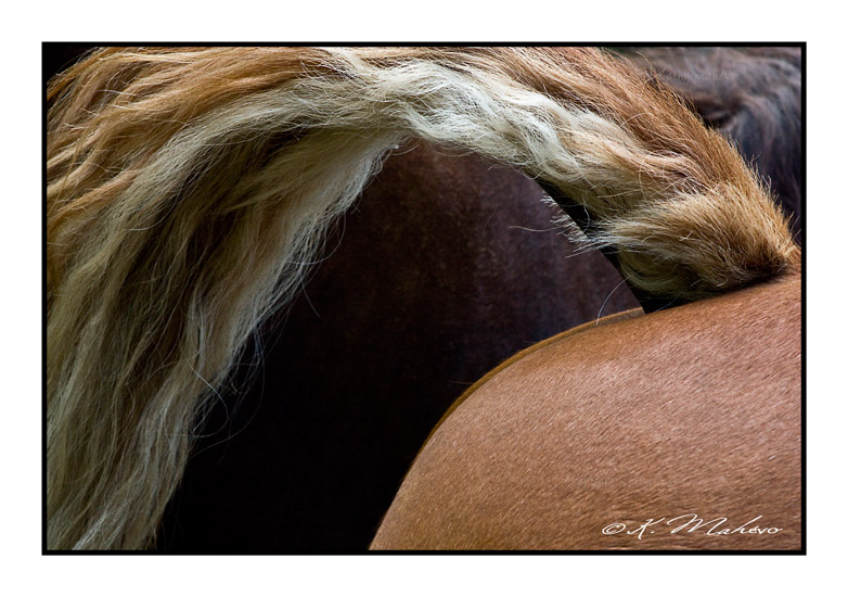 CHEVAL_008