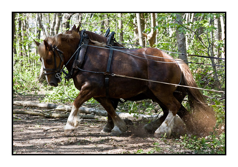 CHEVAL_009