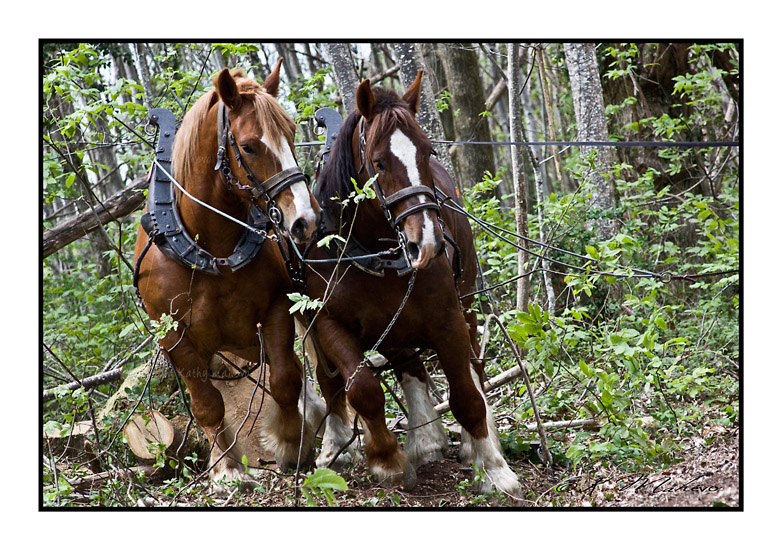 CHEVAL_010
