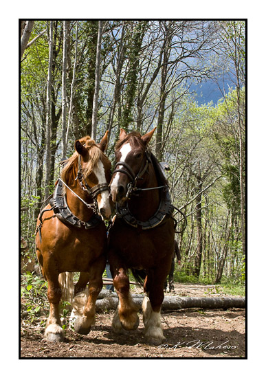CHEVAL_011