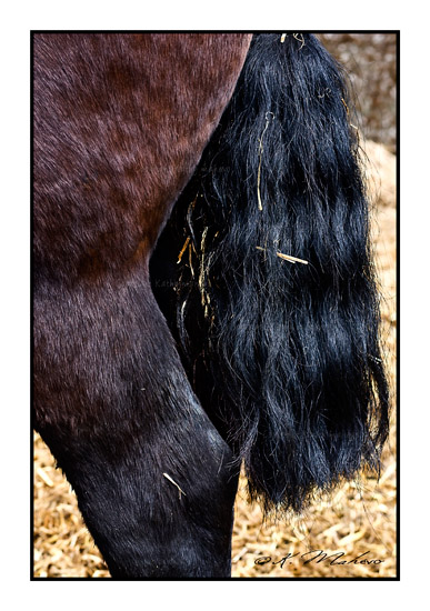 CHEVAL_012