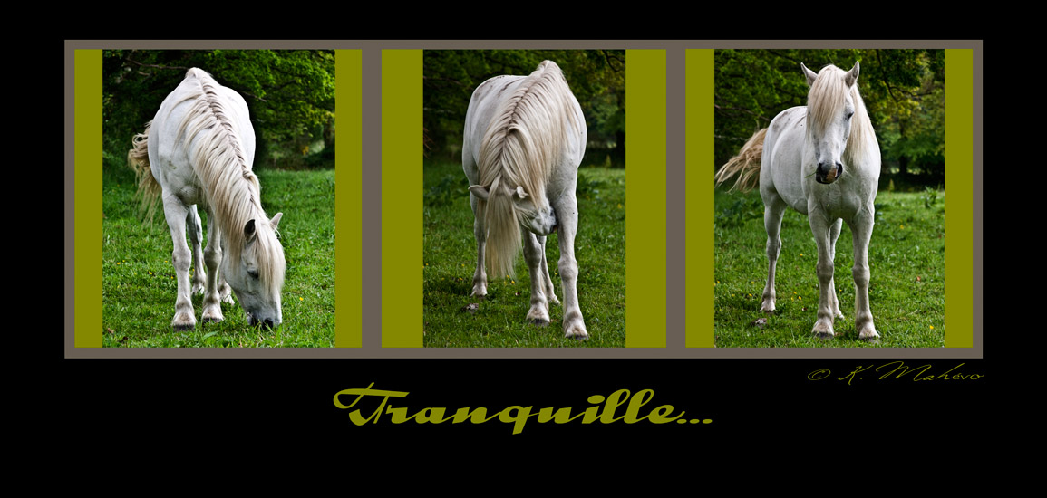 cheval tranquille