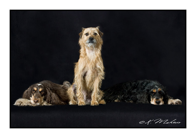 CHIEN_001