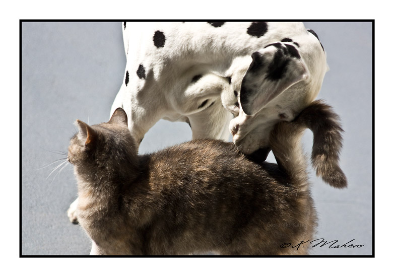 CHIEN_003