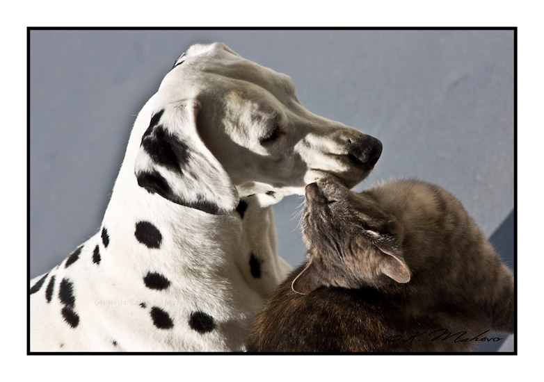 CHIEN_004