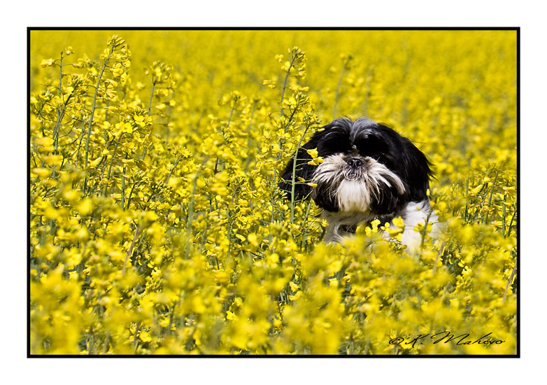 CHIEN_005