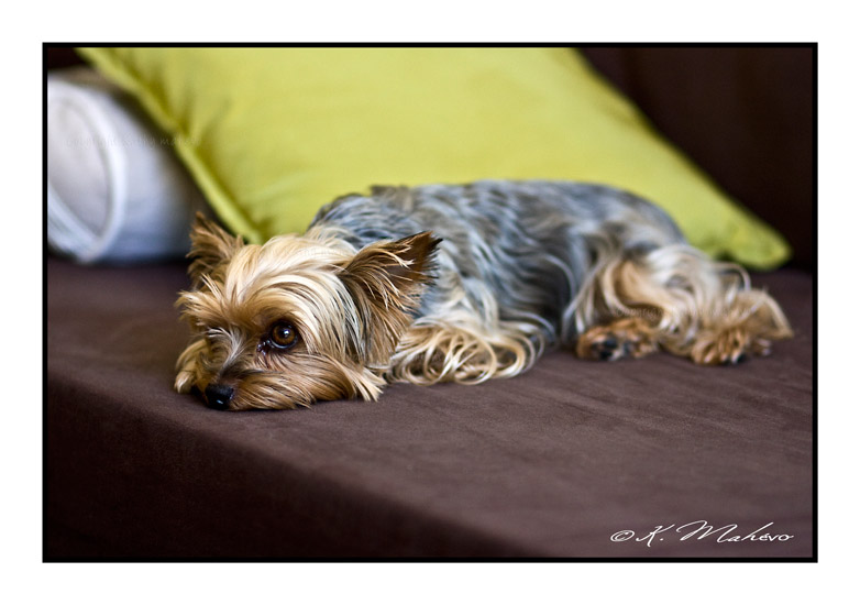 CHIEN_006