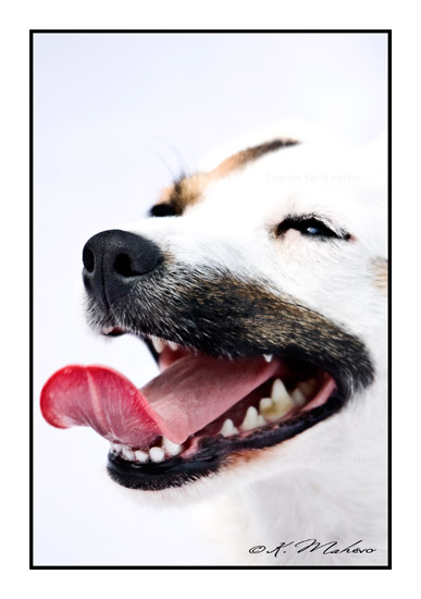 CHIEN_007
