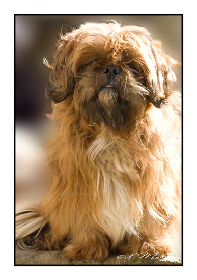 CHIEN_008