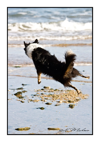 CHIEN_009