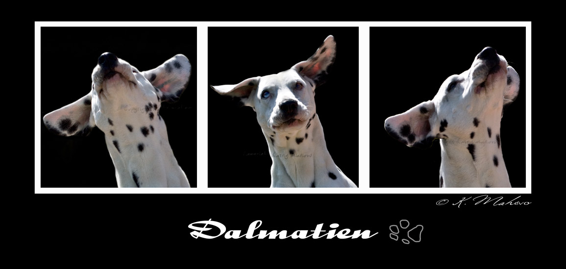 chien dalmatien