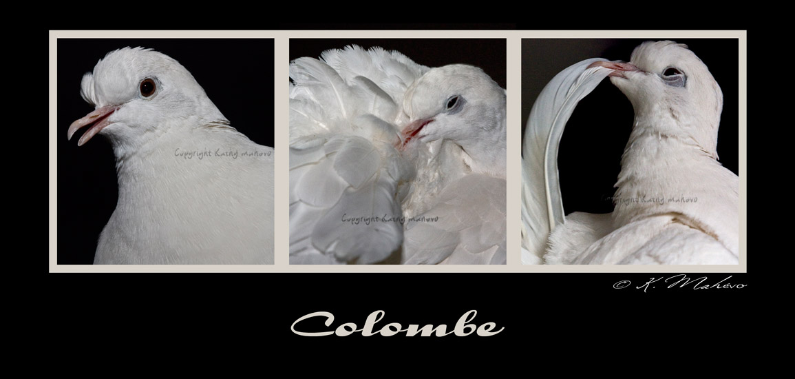 colombe_002