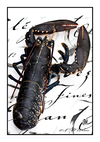 CRUSTACE_008