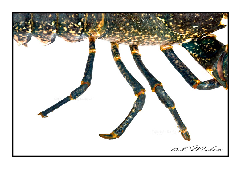 CRUSTACE_014
