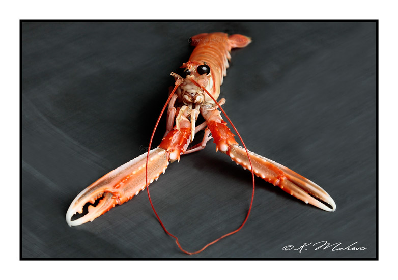CRUSTACE_015
