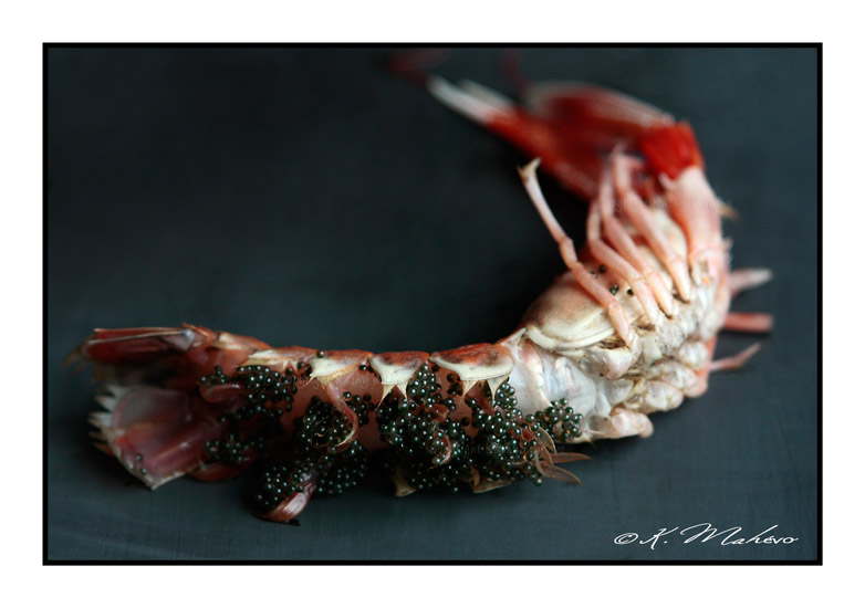 CRUSTACE_016