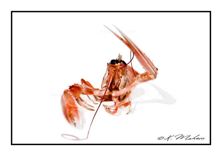 CRUSTACE_018