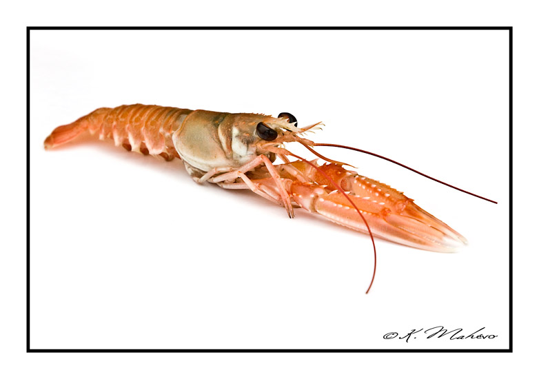 CRUSTACE_019