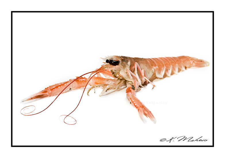 CRUSTACE_020