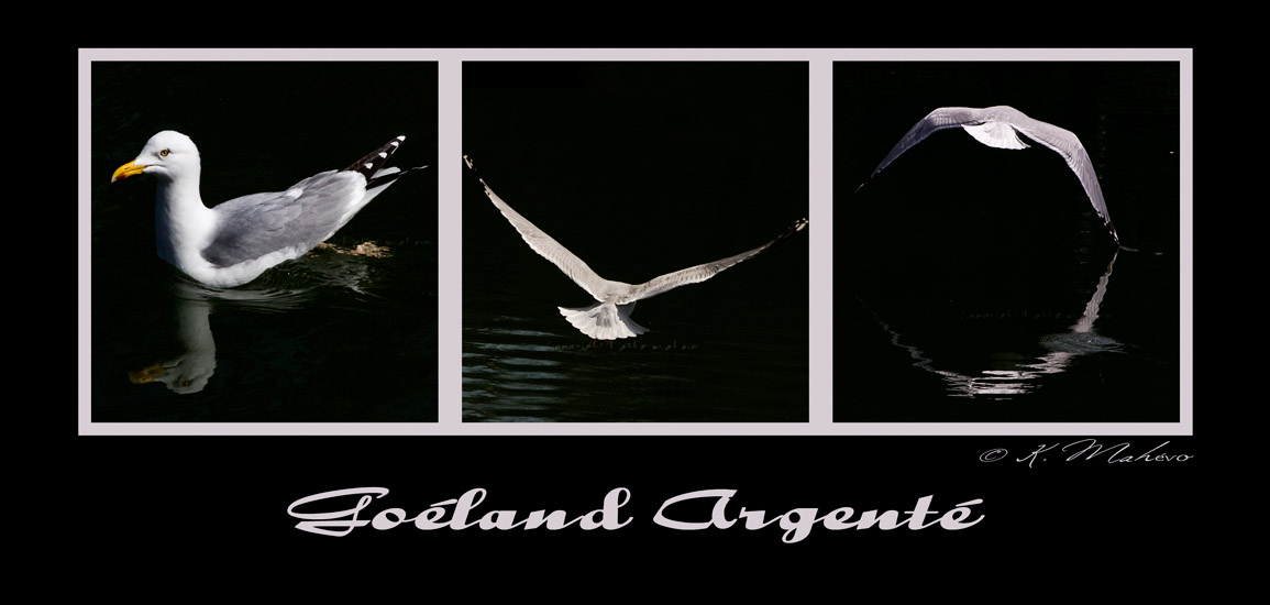 goeland argente