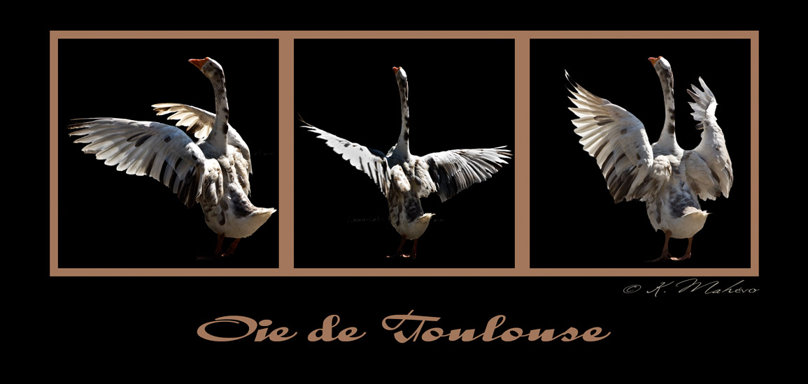 oie de Toulouse