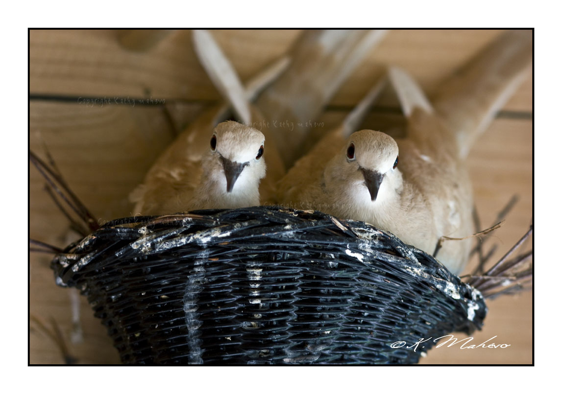 OISEAU_001