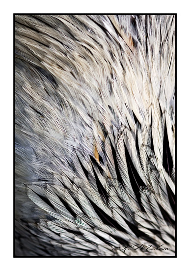 OISEAU_007