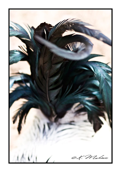 OISEAU_008