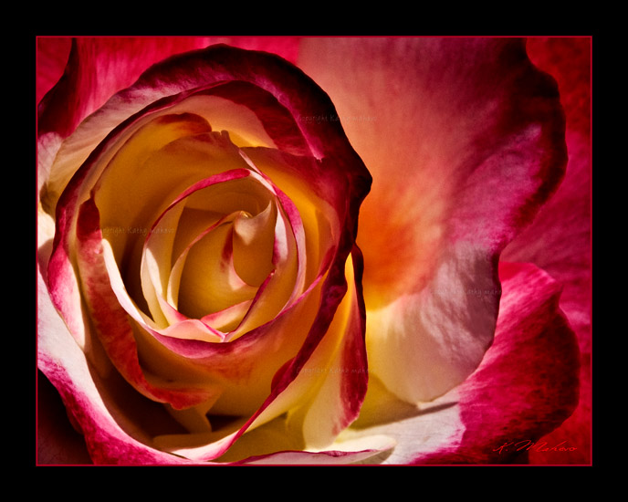 rose double delight_001