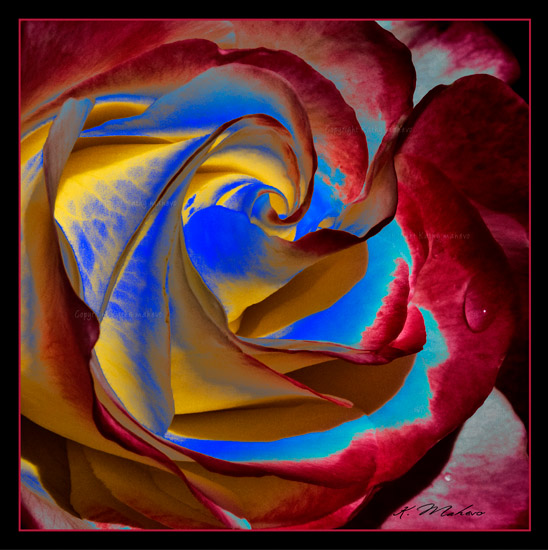 rose double delight_002