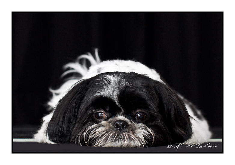 shih tzu_021