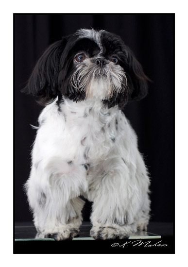 shih tzu_023