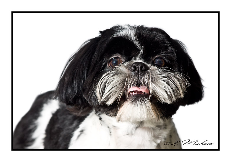 shih tzu_027