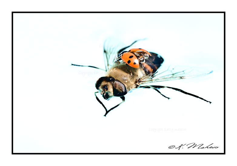 syrphe manche à air_012
