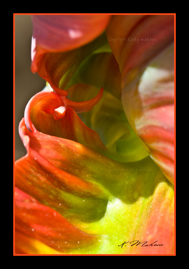 tulipe perroquet blumex_003