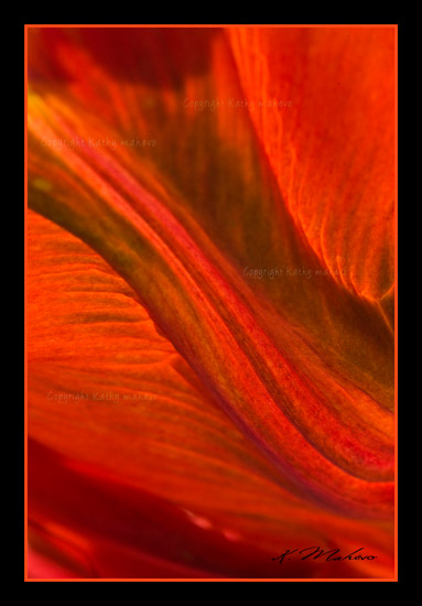 tulipe perroquet blumex_006