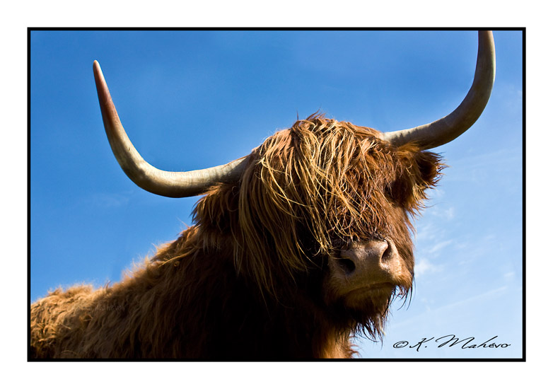 VACHE_001