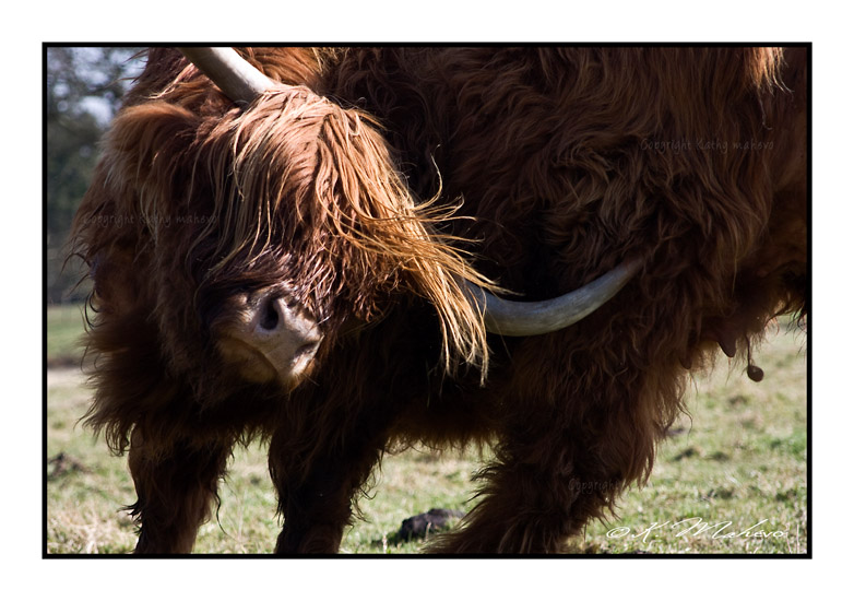 VACHE_003